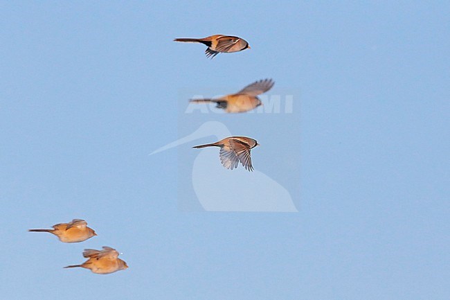 Bearded Reedling (Panurus biarmicus) Espoo Finland January 2016 stock-image by Agami/Markus Varesvuo,