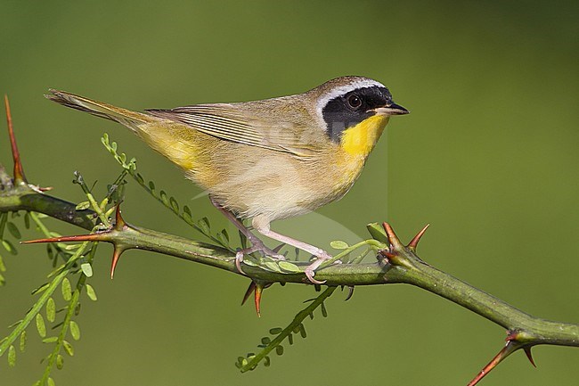 Volwassen mannetje Gewone Maskerzanger, Adult male Common Yellowthroat stock-image by Agami/Brian E Small,