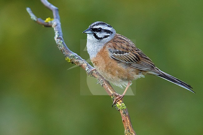 Rock Bunting (Emberiza cia) adult male perched on a twig stock-image by Agami/Daniele Occhiato,