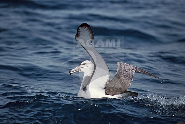 Shy Albatross swimming in sea; Witkapalbatros zwemmend in zee stock-image by Agami/Roy de Haas,