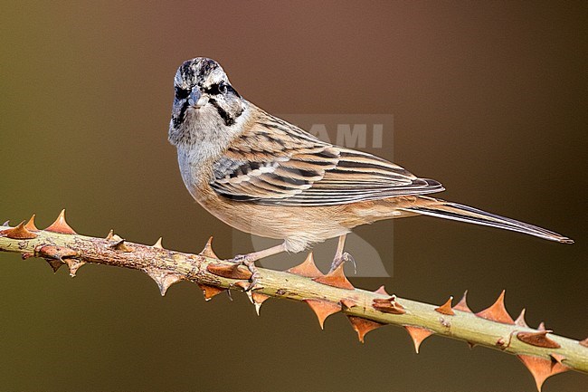 Adult Rock Bunting (Emberiza cia) perched on a spiny twig in Teruel in Spain. Looking straight into the camera. Autumn plumaged bird. stock-image by Agami/Oscar Díez,