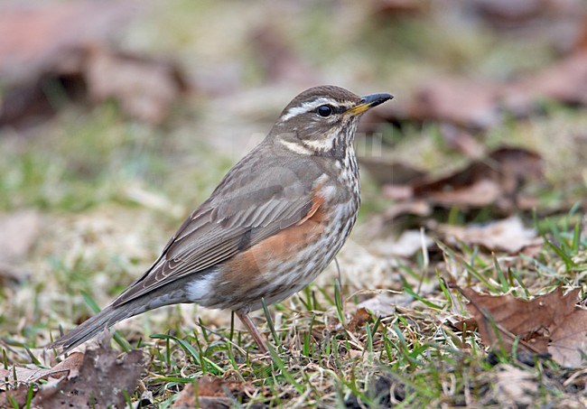 Koperwiek foeragerend op de grond; Redwing foraging on the ground stock-image by Agami/Markus Varesvuo,