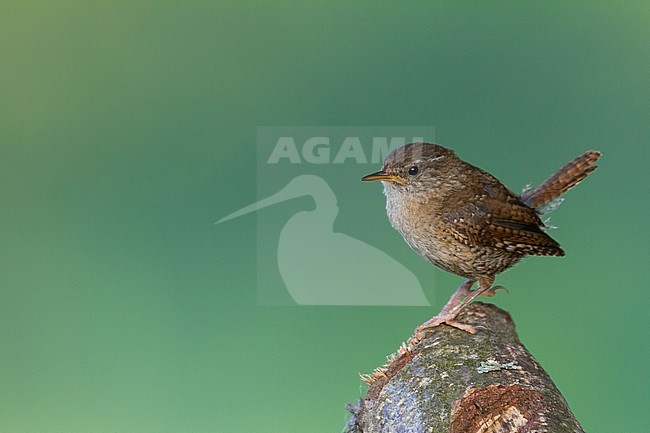 Northern Wren - Zaunkönig - Troglodytes troglodytes ssp. troglodytes, Germany, 1st cy stock-image by Agami/Ralph Martin,