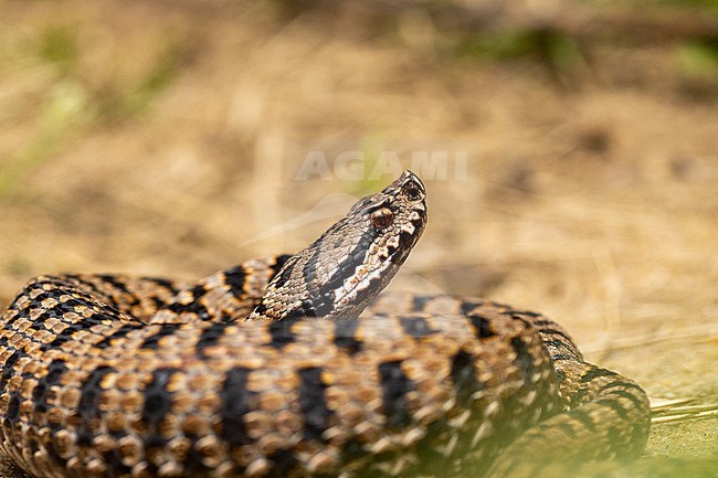 Asp Viper (Vipera aspis aspis) taken the 25/08/2021 at Le Mans- France. stock-image by Agami/Nicolas Bastide,