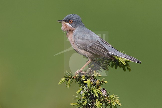 Moltonis Subalpine Warbler adult male singing; Moltonis Baardgrasmus volwassen man zingend stock-image by Agami/Daniele Occhiato,