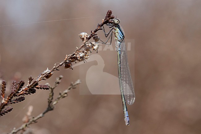 Imago Maanwaterjuffer; Adult Crescent Bluet stock-image by Agami/Fazal Sardar,