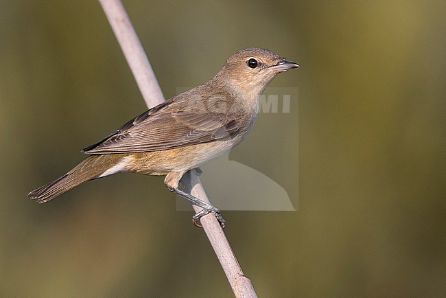 Garden Warbler (Sylvia borin) in Italy. stock-image by Agami/Daniele Occhiato,