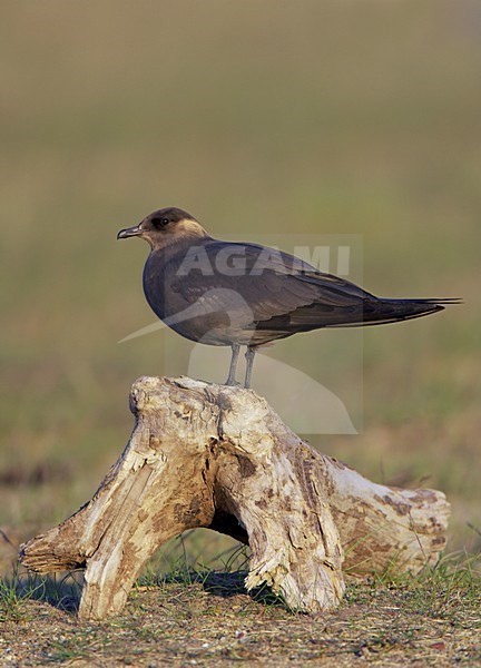 Kleine Jager in zit; Arctic Skua perched stock-image by Agami/Markus Varesvuo,