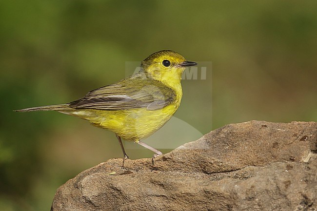 Adult female
Galveston Co., TX
April 2014 stock-image by Agami/Brian E Small,