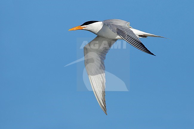 Adult American Royal Tern (Thalasseus maximus) in breeding plumage in flight against a blue sky in Galveston County, Texas, USA. stock-image by Agami/Brian E Small,