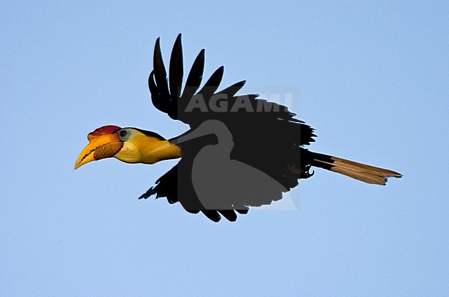 Maleise jaarvogel vliegend; Wrinkled Hornbill flying stock-image by Agami/Roy de Haas,