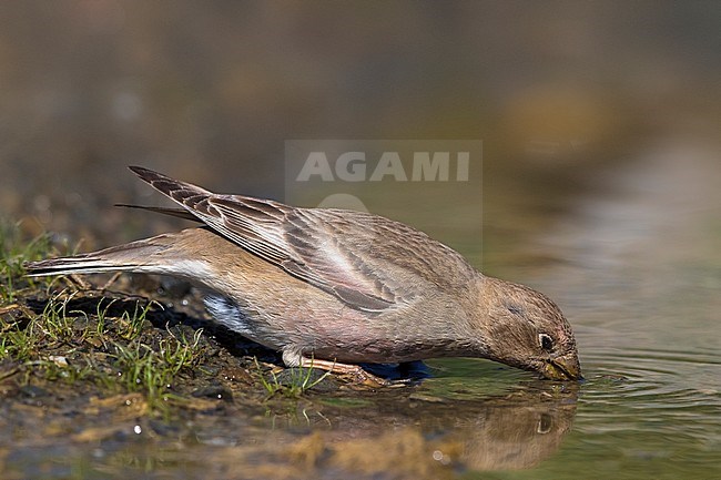 Mongoolse Woestijnvink, Mongolian Finch, Eremopsaltria mongolica stock-image by Agami/Daniele Occhiato,