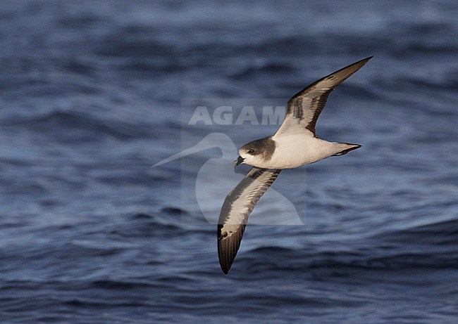 Bermudastormvogel in vlucht boven zee, Bermuda Petrel in flight at sea stock-image by Agami/Mike Danzenbaker,