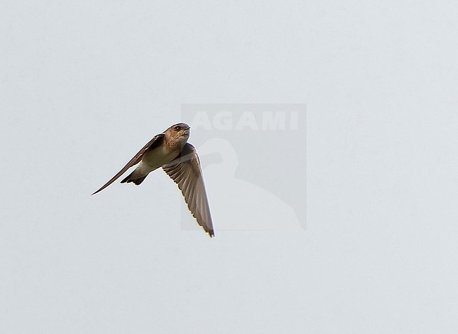 Grey-throated martin, Riparia chinensis, in Northeast India. stock-image by Agami/Dani Lopez-Velasco,