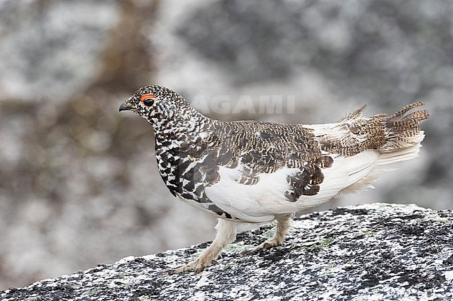 A male breeding plumage White-tailed Ptarmigan walks along a rocky edge showing off really well. Photo taken on top of Flat Iron Peak near the Coquihalla Summit Area in British Colombia, Canada. stock-image by Agami/Jacob Garvelink,