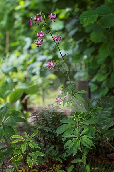Martagon Lily plants stock-image by Agami/Wil Leurs,
