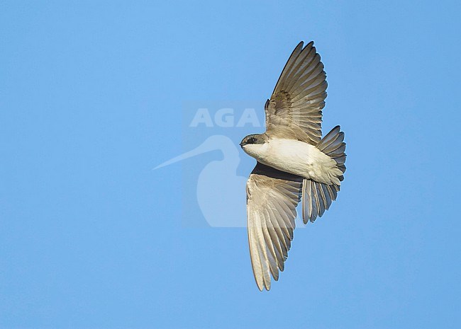 Tree Swallow, Tachycineta bicolor, in flight seen from below.
Imperial County, California, USA. stock-image by Agami/Brian E Small,