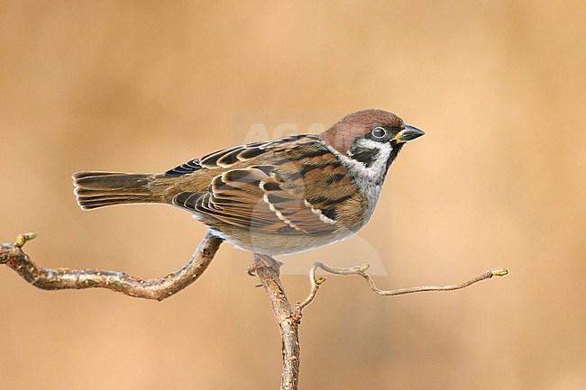 Ringmus op hazelaar; Eurasian Tree Sparrow on pearch; stock-image by Agami/Walter Soestbergen,