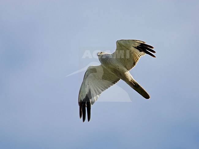 Mannetje Steppenkiekendief in de vlucht; Male Pallid harrier in flight stock-image by Agami/Markus Varesvuo,