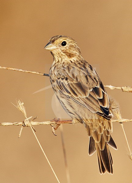 Grauwe Gors zittend op prikkeldraad; Corn Bunting perched on barbed wire stock-image by Agami/Markus Varesvuo,