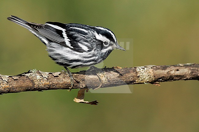 Adult male breeding
Galveston Co., TX
May 2005 stock-image by Agami/Brian E Small,