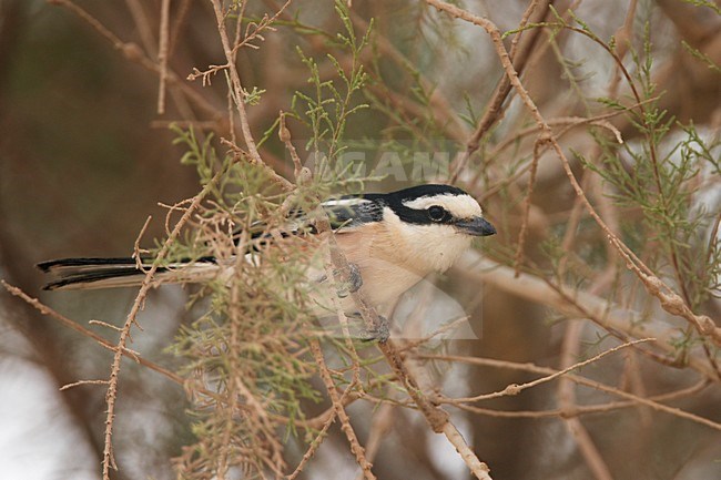 Mannetje Maskerklauwier; Male Masked Shrike stock-image by Agami/Markus Varesvuo,