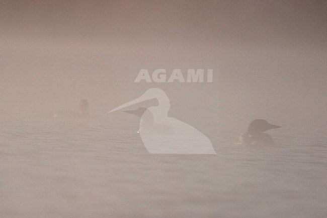 Common Loon (Gavia immer) swimming on a lake in Ontario, Canada. stock-image by Agami/Glenn Bartley,