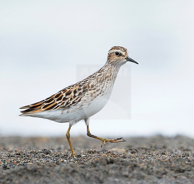 Long-toed Stint - Langzehen-Strandläufer - Calidris subminuta, Russia, adult stock-image by Agami/Ralph Martin,