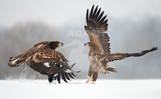 Zeearenden vechtend in de sneeuw, White-tailed Eagles fighting in the snow stock-image by Agami/Danny Green,