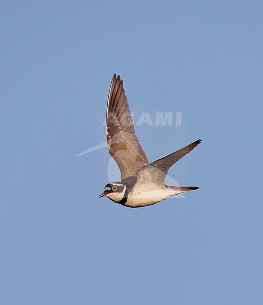 Vliegende, baltsende Kleine Plevier in blauwe lucht. Flying, displaying male Little Ringed Plover in blue sky. stock-image by Agami/Ran Schols,