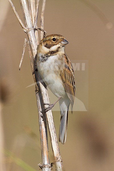 Reed Bunting (Emberiza schoeniclus), adult male perched on a stem stock-image by Agami/Saverio Gatto,