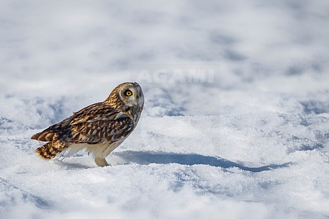 Velduil zittend in de sneeuw; Short-eared Owl perched in the snow stock-image by Agami/Daniele Occhiato,