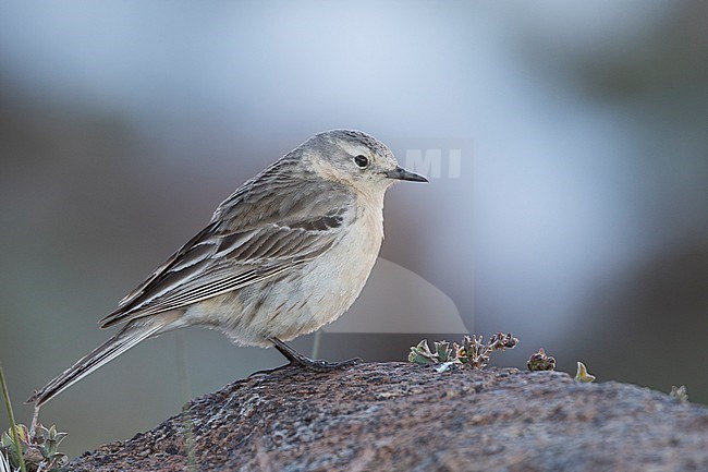 Water Pipit - Bergpieper - Anthus spinoletta ssp. blakistoni, Kyrgyzstan, adult stock-image by Agami/Ralph Martin,