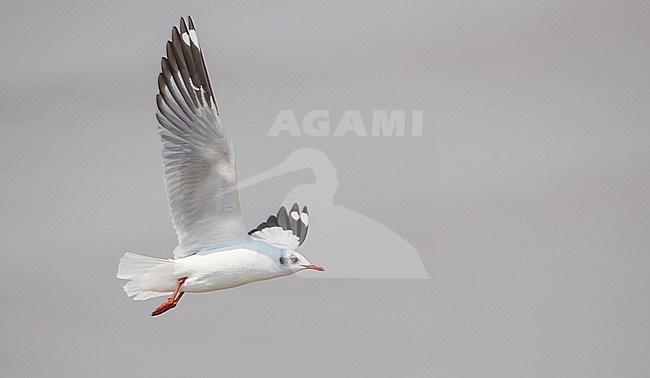 Wintering Brown-headed Gull, Chroicocephalus brunnicephalus, in Thailand. Adult in non-breeding plumage. stock-image by Agami/Ian Davies,