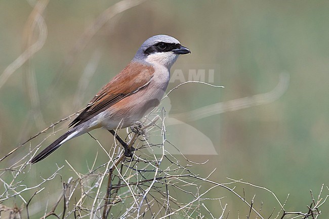 Grauwe Klauwier; Red-backed Shrike; Lanius collurio stock-image by Agami/Daniele Occhiato,