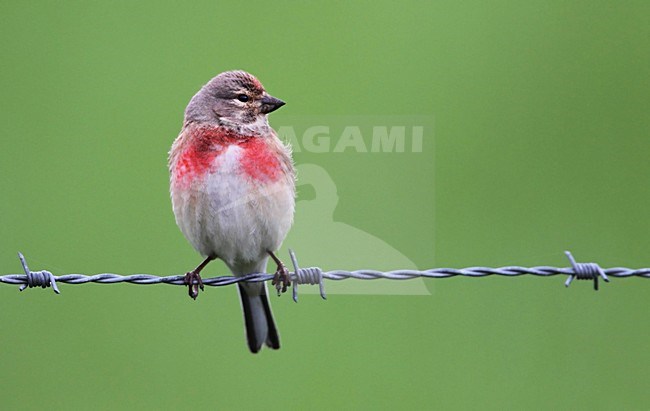 Mannetje Kneu; Male Common Linnet stock-image by Agami/Jacques van der Neut,