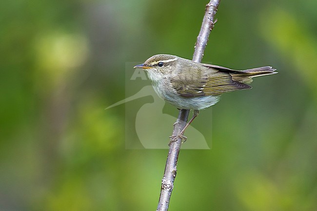 Male Arctic Warbler perched on a branch in the taiga slope of the Mount Kvarkush, Ural Mountain, Russian Federation. June2016. stock-image by Agami/Vincent Legrand,