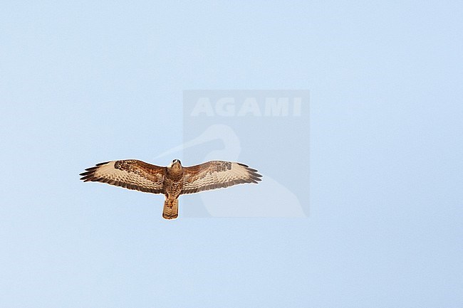 Steppe Buzzard (Buteo buteo vulpinus) on migration over the Eilat Mountains, near Eilat, Israel stock-image by Agami/Marc Guyt,