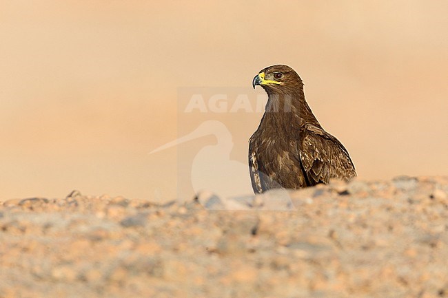 Steppe Eagle, Half hidden behind a slope, Salalah, Dhofar, Oman (Aquila nipalensis) stock-image by Agami/Saverio Gatto,