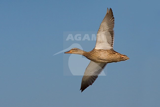 Wilde Eend vliegend; Mallard in flight stock-image by Agami/Daniele Occhiato,