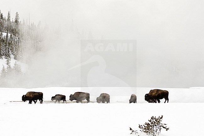 Bison in Yellowstone stock-image by Agami/Rob Riemer,