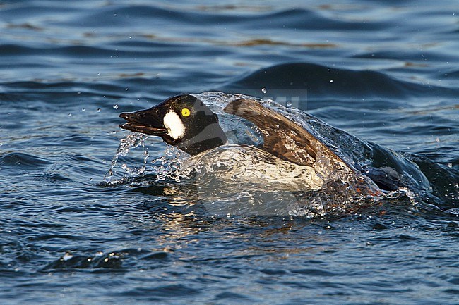 Common Goldeneye (Bucephala clangula) flying in Victoria, BC, Canada. stock-image by Agami/Glenn Bartley,