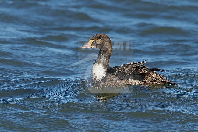 1st winter male King Eider (Somateria spectabilis)
Ocean Co., N.J.
March 2017 stock-image by Agami/Brian E Small,