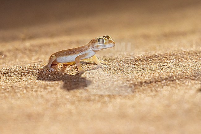 Dwarf Dune Gecko (Stenodactylus petrii) standing on the sand along the Dakhla - Aousserd road, Western Sahara, Morocco. stock-image by Agami/Vincent Legrand,