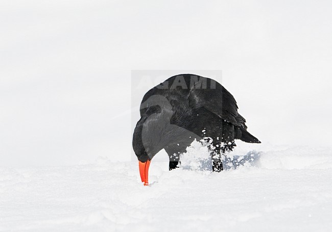 Alpenkraai in de sneeuw; Red-billed Chough in the snow stock-image by Agami/Markus Varesvuo,