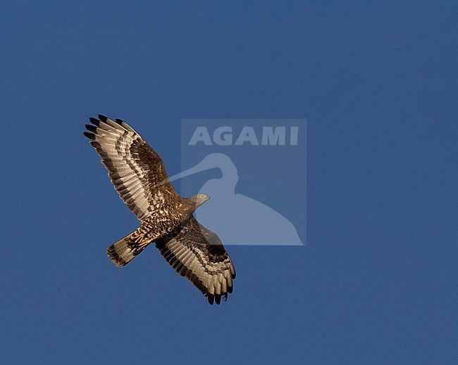 Adult male Honey Buzzard (Pernis apivorus) migrating north over Egypt during spring stock-image by Agami/Edwin Winkel,