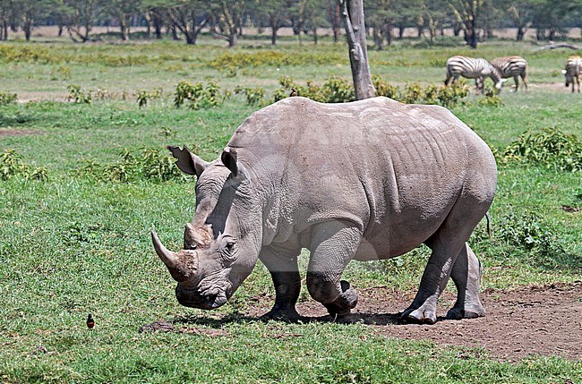 White Rhinoceros (Ceratotherium simum) walking on the savannah stock-image by Agami/Pete Morris,