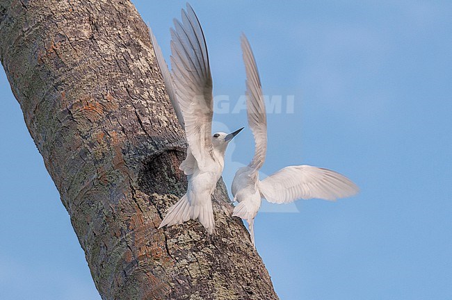 Two common white or fairy terns, Gygis alba, flying about a tree trunk. Fregate Island, The Republic of the Seychelles. stock-image by Agami/Sergio Pitamitz,