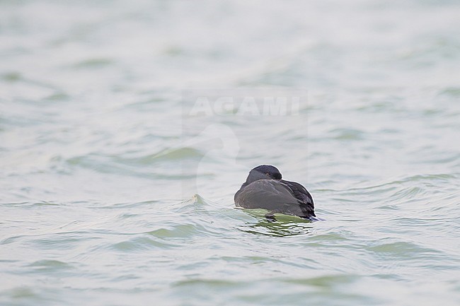 Common Scoter, Melanitta nigra adult male swimming in waves. Duck swimming and resting seen on the back. stock-image by Agami/Menno van Duijn,