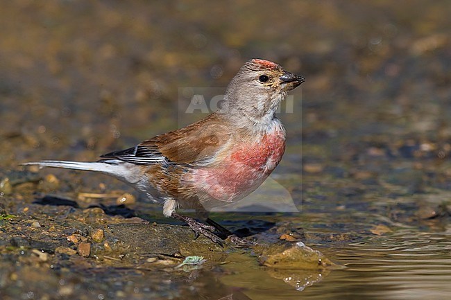 Linnet; Carduelis cannabina bella stock-image by Agami/Daniele Occhiato,